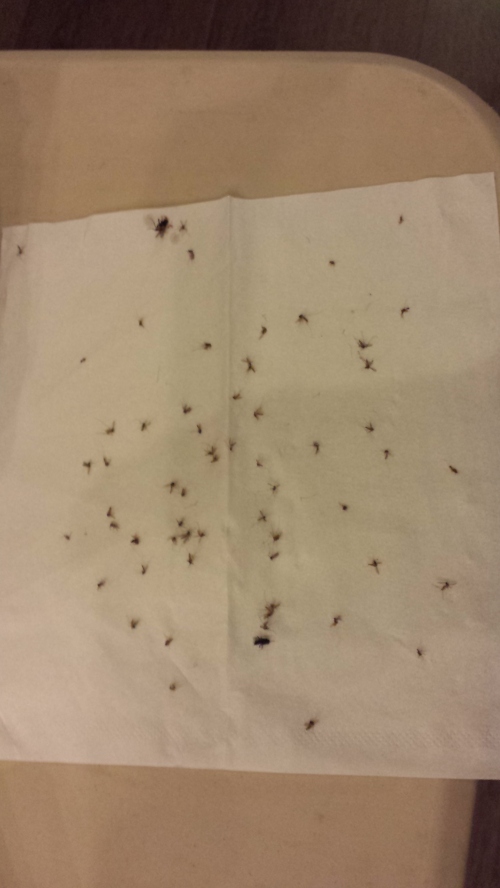 Look at the number of mosquitoes we caught during the day of shoot! "DENGUE ALERT!"